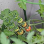 共働き4人家族の1週間分の食材きろく